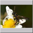 Cerceris quinquefasciata - Knotenwespe 02a 9mm OS-Hasbergen Lehmhuegel.jpg